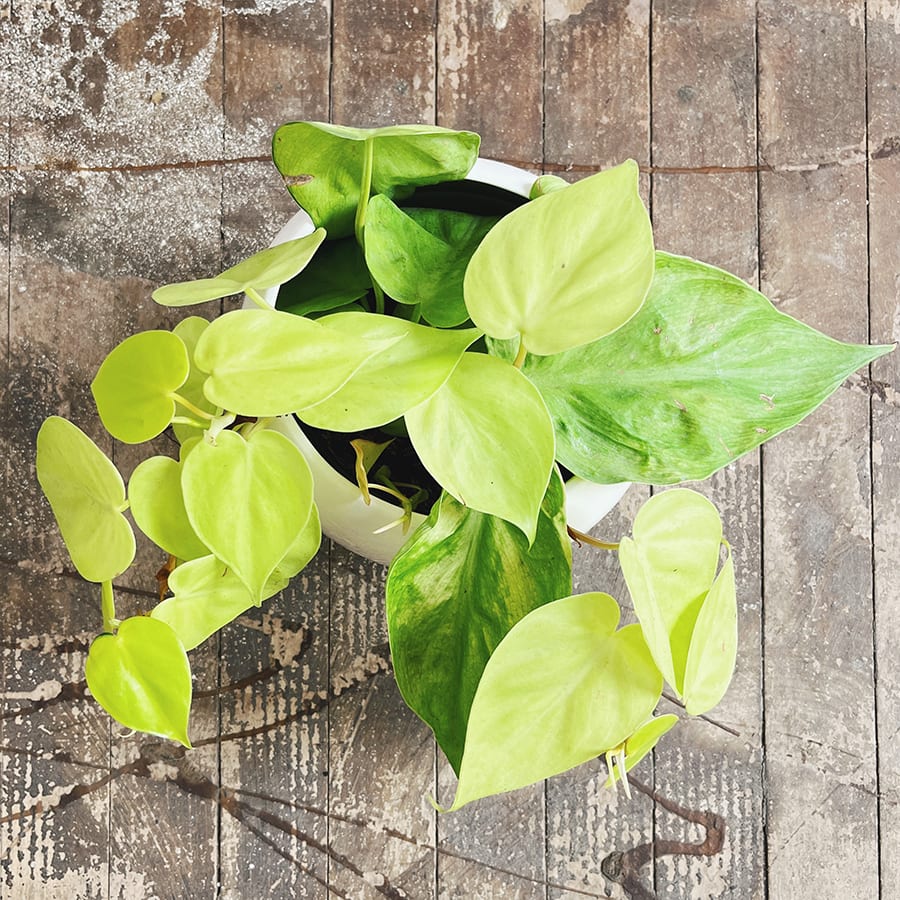 Philodendron cordatum neón - Imagen 3